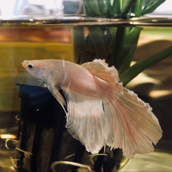 Meet your Posher, Jeje - Picture 1 of 1